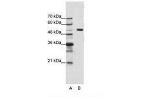 Image no. 1 for anti-Host Cell Factor C1 (VP16-Accessory Protein) (HCFC1) (AA 91-140) antibody (ABIN203129)
