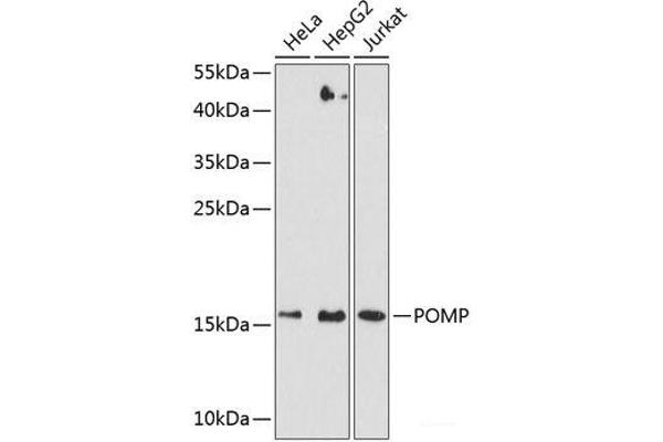 POMP antibody