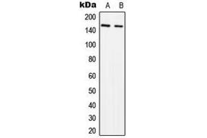 Image no. 3 for anti-STE20-Like Kinase (SLK) (C-Term) antibody (ABIN2705241)