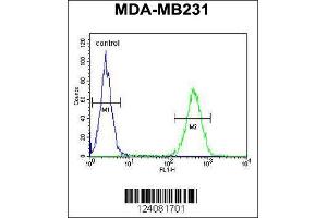 Image no. 2 for anti-Suppression of Tumorigenicity 7 (ST7) (AA 169-197) antibody (ABIN654450)