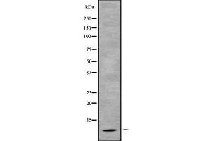Image no. 1 for anti-G Protein gamma 4 (GNG4) (N-Term) antibody (ABIN6262020)