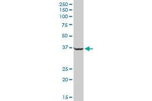SAE1 MaxPab rabbit polyclonal antibody.