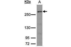 WB Image Sample (30μg whole cell lysate) A:293T whole cell lysate 5% SDS PAGE antibody diluted at 1:1500