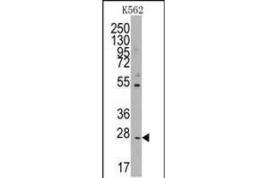 Image no. 2 for anti-CD8b Molecule (CD8B) (AA 64-92), (N-Term) antibody (ABIN5533908)