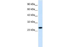 Image no. 2 for anti-Regulator of G-Protein Signaling 13 (RGS13) (Middle Region) antibody (ABIN2778240)