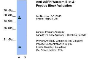Image no. 2 for anti-Asporin (ASPN) (Middle Region) antibody (ABIN2775444)