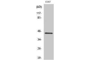 Image no. 1 for anti-Cytohesin 3 (CYTH3) (C-Term) antibody (ABIN3184951)