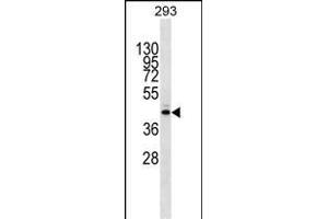 METTL2B Antibody (N-term) (ABIN1538863 and ABIN2849901) western blot analysis in 293 cell line lysates (35 μg/lane).