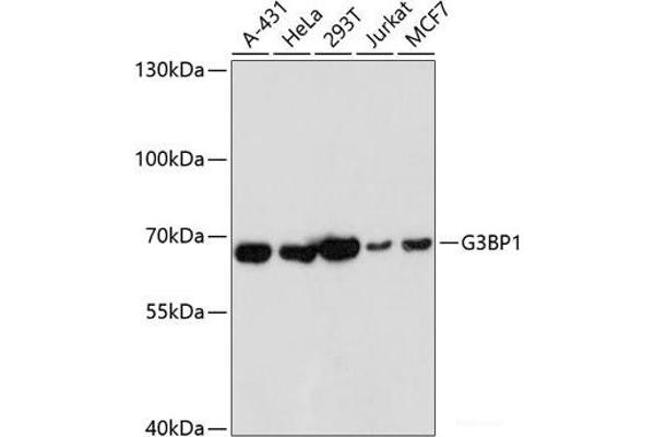 G3BP1 Antikörper