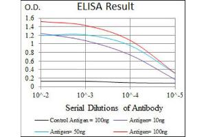 Image no. 2 for anti-Polo-Like Kinase 1 (PLK1) (AA 331-508) antibody (ABIN1844749)