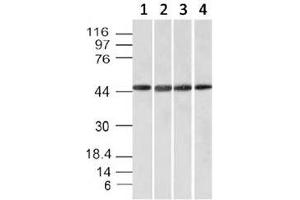 Image no. 2 for anti-F-Box Protein 5 (FBXO5) (AA 1-250) antibody (ABIN3024715)