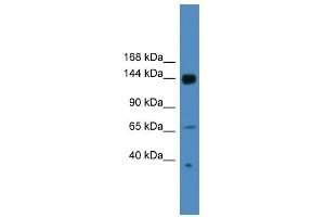 Image no. 1 for anti-UPF2 Regulator of Nonsense Transcripts 2 (UPF2) (N-Term) antibody (ABIN2779085)