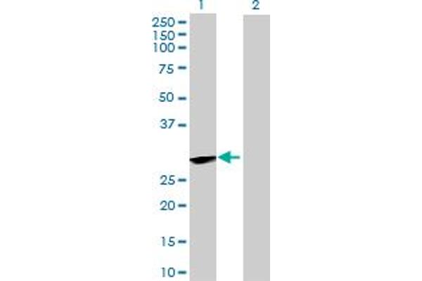 BPHL antibody  (AA 1-274)