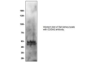 Image no. 1 for anti-ER Degradation Enhancer, Mannosidase alpha-Like 2 (EDEM2) (C-Term) antibody (ABIN1888568)