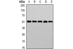 Image no. 1 for anti-Golgi-Associated PDZ and Coiled-Coil Motif Containing (GOPC) (full length) antibody (ABIN6005636)