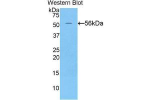 Image no. 1 for anti-Netrin 1 (NTN1) (AA 313-565) antibody (ABIN1860069)