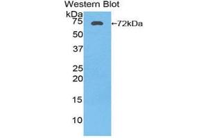 Image no. 1 for anti-Heat Shock 70kDa Protein 1A (HSPA1A) (AA 1-641) antibody (ABIN1174202)