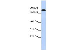 Image no. 1 for anti-Desmocollin 3 (DSC3) (N-Term) antibody (ABIN2782146)