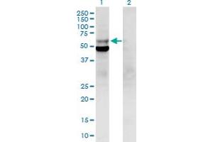 POLD2 antibody  (AA 1-469)