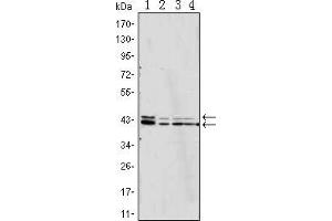 Image no. 3 for anti-Mitogen-Activated Protein Kinase 1/3 (MAPK1/3) antibody (ABIN1724731)