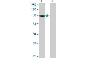 Image no. 1 for anti-Protocadherin gamma Subfamily A, 8 (PCDHGA8) (AA 357-444) antibody (ABIN564198)