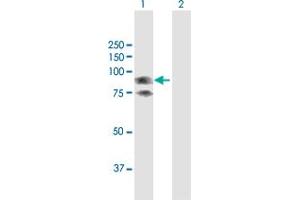 Image no. 2 for anti-Galactosidase, beta 1 (GLB1) (AA 1-677) antibody (ABIN947914)