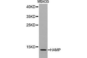 Image no. 1 for anti-Hepcidin Antimicrobial Peptide (HAMP) antibody (ABIN3022220)