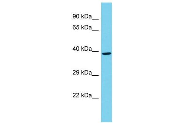 anti-Polymerase (RNA) II (DNA Directed) Polypeptide C, 33kDa (POLR2C) (C-Term) antibody