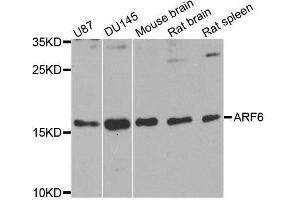 Image no. 1 for anti-ADP-Ribosylation Factor 6 (ARF6) antibody (ABIN3021238)