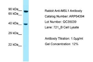 Image no. 1 for anti-Male-Specific Lethal 1 Homolog (MSL1) (Middle Region) antibody (ABIN2789827)