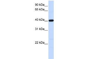 Image no. 1 for anti-Tropomodulin 3 (TMOD3) (N-Term) antibody (ABIN2786042)