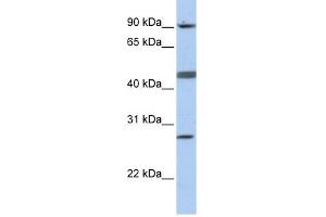 Image no. 1 for anti-Centromere Protein I (CENPI) (N-Term) antibody (ABIN631857)