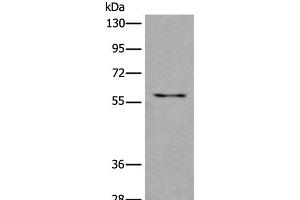Western blot analysis of 293T cell lysate using USP3 Polyclonal Antibody at dilution of 1:450