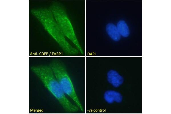 FARP1 antibody  (N-Term)