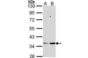 Image no. 2 for anti-Prostaglandin E Synthase 2 (PTGES2) (AA 106-313) antibody (ABIN467562)