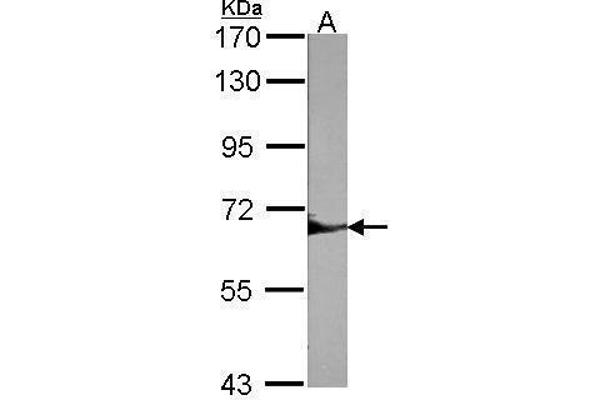 anti-Protein-tyrosine Phosphatase 1C (PTPN6) (Center) antibody