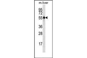 Image no. 2 for anti-Nucleoredoxin (NXN) (AA 220-249), (Middle Region) antibody (ABIN953775)