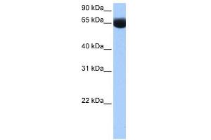 Image no. 1 for anti-NOP2/Sun Domain Family, Member 6 (NSUN6) (N-Term) antibody (ABIN633558)