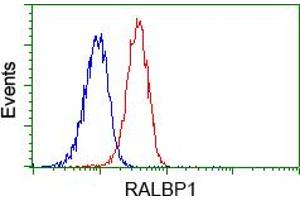 Image no. 11 for anti-RalA Binding Protein 1 (RALBP1) antibody (ABIN1500585)