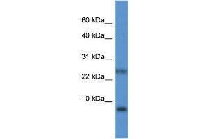 PRAC antibody  (N-Term)