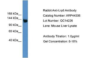 Image no. 1 for anti-Low Density Lipoprotein Receptor-Related Protein 8, Apolipoprotein E Receptor (LRP8) (Middle Region) antibody (ABIN2781811)