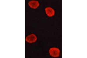 Image no. 1 for anti-Mitogen-Activated Protein Kinase 1/3 (MAPK1/3) antibody (ABIN6261598)