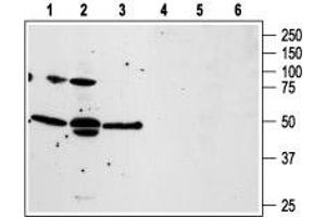 F2RL3 antibody  (1st Extracellular Loop)