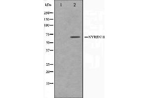 NUB1 anticorps