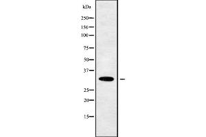 Image no. 1 for anti-Olfactory Receptor, Family 10, Subfamily W, Member 1 (OR10W1) (Internal Region) antibody (ABIN6263832)