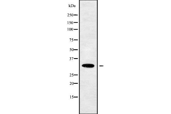 OR10W1 antibody  (Internal Region)