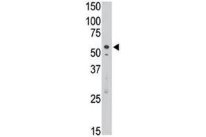 Image no. 3 for anti-Sialic Acid Binding Ig-Like Lectin 7 (SIGLEC7) (AA 407-438) antibody (ABIN3032557)