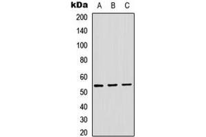 Image no. 1 for anti-ADAM-Like, Decysin 1 (ADAMDEC1) (Center) antibody (ABIN2705401)