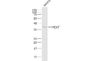 Image no. 1 for anti-Peroxisomal Biogenesis Factor 7 (PEX7) (AA 61-160) antibody (ABIN5675076)