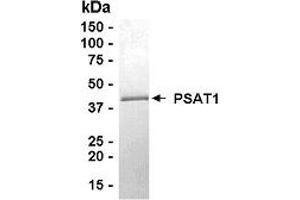 Image no. 1 for phosphoserine Aminotransferase 1 (PSAT1) (AA 1-370) protein (ABIN2468993)